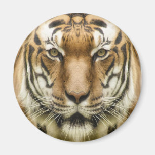 Íman Ímã de Tigre Close-Up