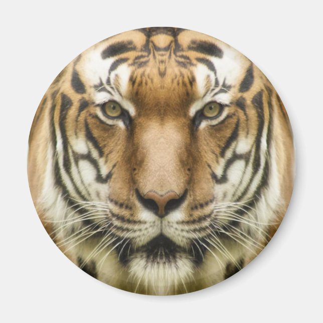Íman Ímã de Tigre Close-Up (Frente)