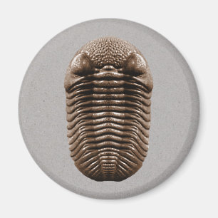 Íman Ímã de Trilobite