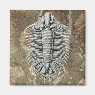 Íman Ímã de Trilobite