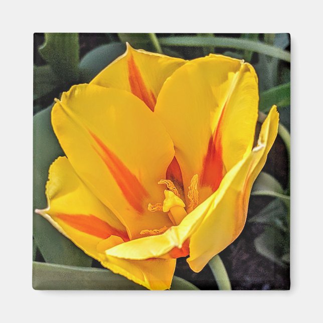 Íman Ímã de Tulipa Amarela em Flor (Frente)