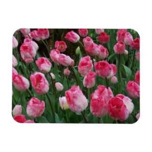 Íman Ímã de Tulipas