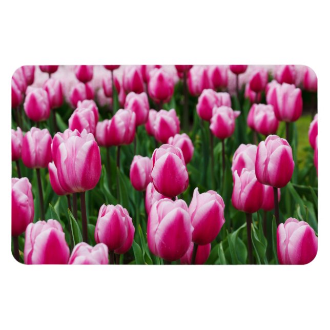 Íman Ímã de Tulipas Rosa (Horizontal)