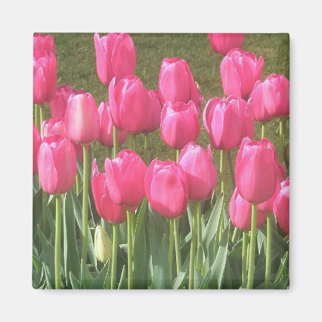 Íman Ímã de Tulipas Rosas (Frente)