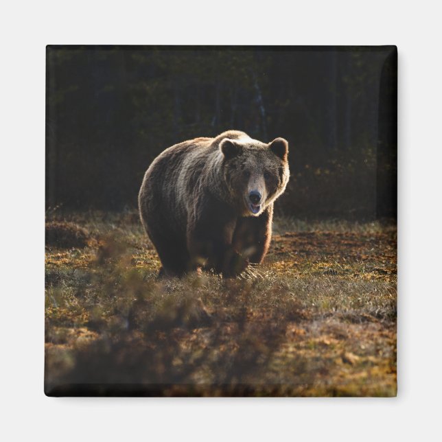 Íman Ímã de Urso (Frente)