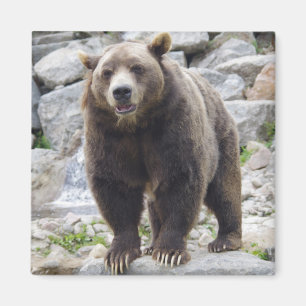 Íman ímã de urso kodiak