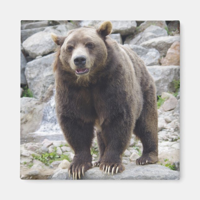 Íman ímã de urso kodiak (Frente)