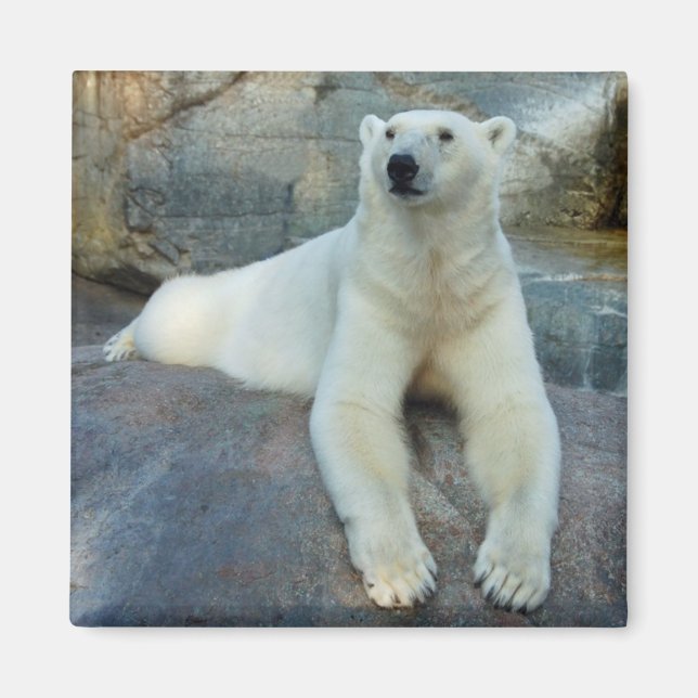 Íman ímã de Urso Polar (Frente)