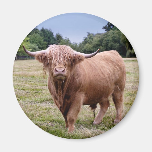 Íman Ímã de Vaca das Terras Altas (Frente)