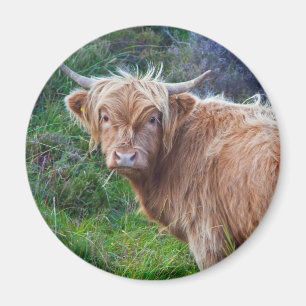 Íman Ímã de Vaca Jovem das Terras Altas