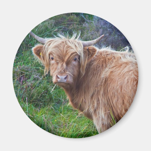 Íman Ímã de Vaca Jovem das Terras Altas (Frente)