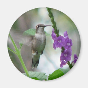 Íman ímã de Vervain da Rubi-garganta