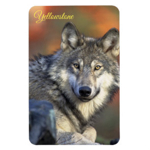 Íman Ímã de Yellowstone-Lobo