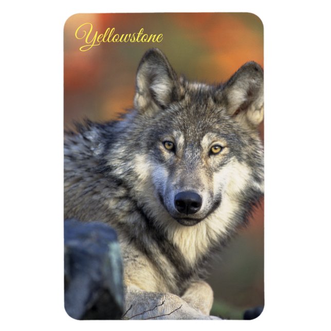 Íman Ímã de Yellowstone-Lobo (Vertical)