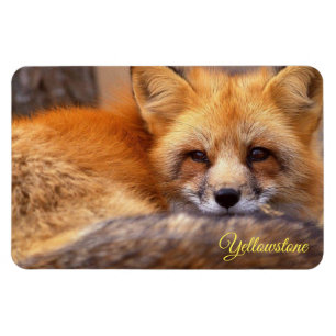 Íman Ímã de Yellowstone-Raposa Vermelha