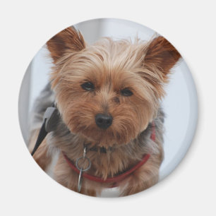 Íman Ímã de Yorkie