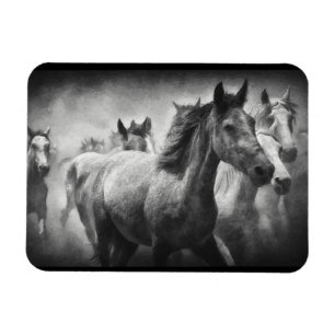Íman Ímã-debandada-Cavalo