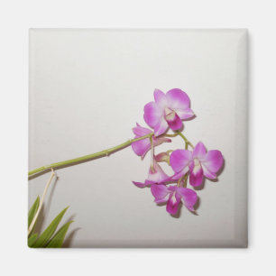 Íman Ímã decorativo customizável da orquídea