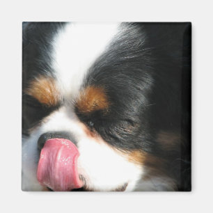 Íman Ímã descuidado bonito do cão de Spanial
