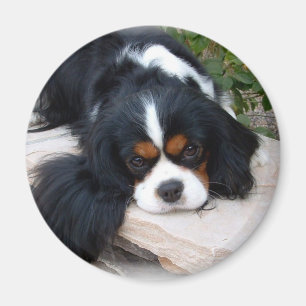 Íman Ímã descuidado do Spaniel de rei Charles