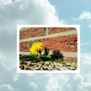 Íman Ímã determinado do dente-de-leão