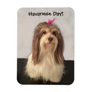 Íman Ímã, DIA de HAVANESE! por Nancy Lee Garrett
