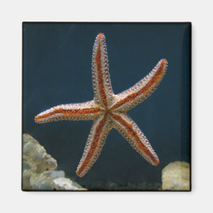 Íman Ímã do amor da estrela do mar