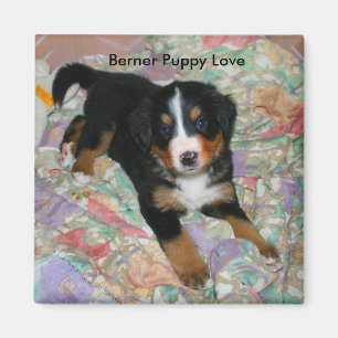 Íman Ímã do amor de filhote de cachorro de Berner