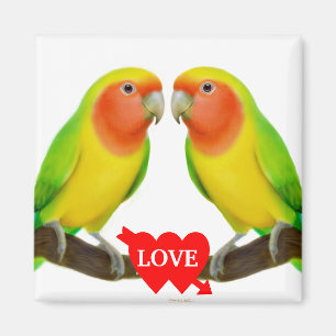 Íman Ímã do amor do Lovebird