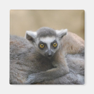 Íman Ímã do bebê do Lemur