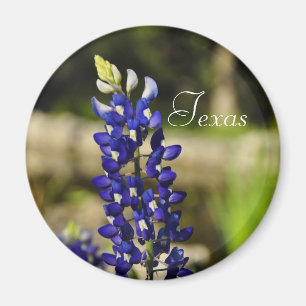 Íman Ímã do Bluebonnet de Texas