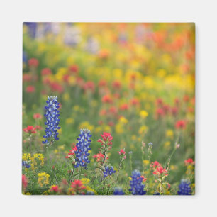 Íman Ímã do Bluebonnet do primavera