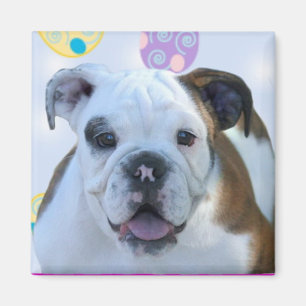 Íman Ímã do buldogue dos cumprimentos da páscoa