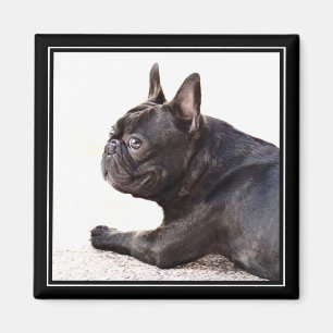 Íman Ímã do buldogue francês