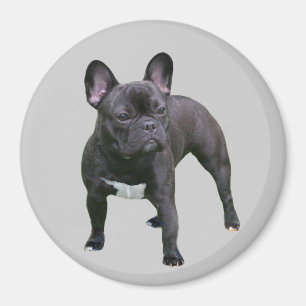 Íman Ímã do buldogue francês
