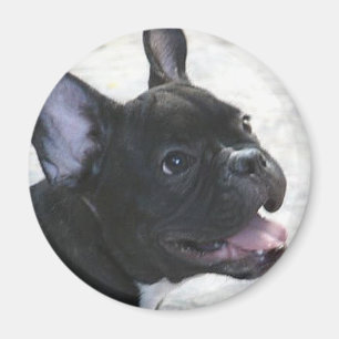 Íman Ímã do buldogue francês
