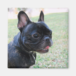Íman Ímã do buldogue francês
