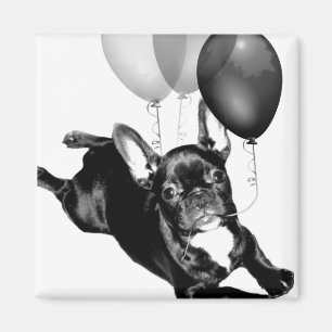 Íman Ímã do buldogue francês do aniversário