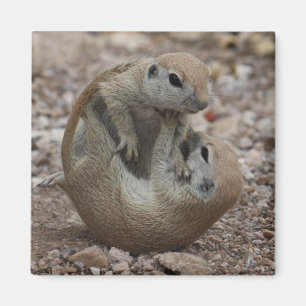 Íman Ímã do burburinho do esquilo