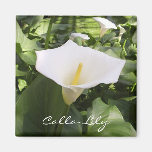 Íman Ímã do Calla-Lírio