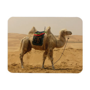Íman Ímã do camelo do deserto