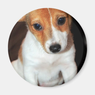 Íman Ímã do cão de filhote de cachorro de Jack Russe