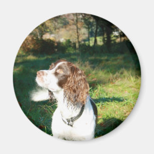 Íman Ímã do cão do Spaniel de Springer