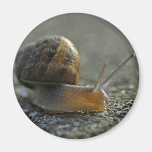 Íman Ímã do caracol 1