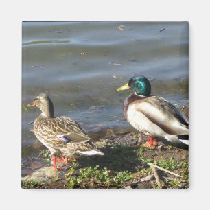 Íman Ímã do casal do pato do pato selvagem