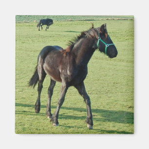 Íman Ímã do cavalo