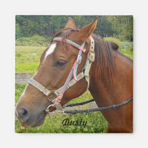 Íman Ímã do cavalo