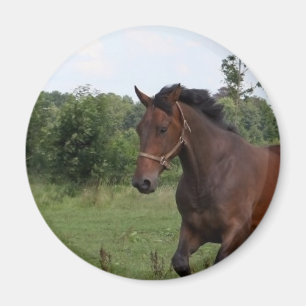 Íman Ímã do cavalo de baía