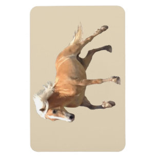 Íman Ímã do cavalo de Haflinger