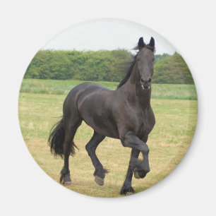 Íman Ímã do cavalo do frisão